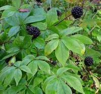 Ginseng Siberiano L'Erbolario Uomo AGHD srl